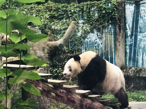 Worlds Oldest Captive Giant Panda Celebrates 38th Birthday