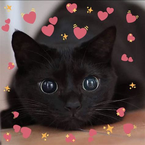 Cat Heart Memes Catheartmemes Twitter