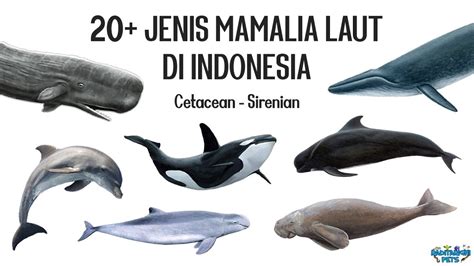 20 Jenis Mamalia Laut Paus Lumba Lumba Pesut Porpoise Dugong Di