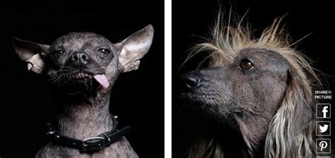 【閲覧注意】世界一醜い犬の高クオリティ写真が公開される！ 秒刊sunday