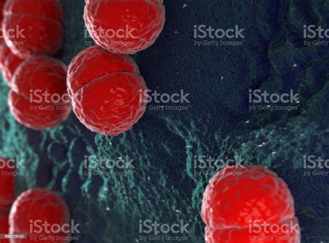 Neisseria Meningitidis Or Meningococcus Bacterium Can Cause Meningitis