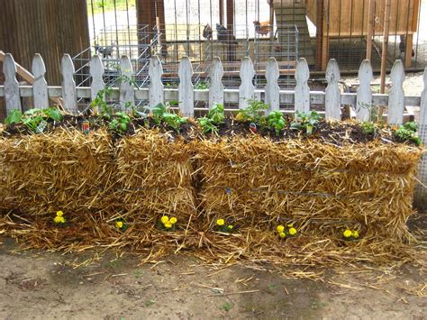 Strawbalegarden2 Straw Bale Gardening Straw Bales Planting Vegetables