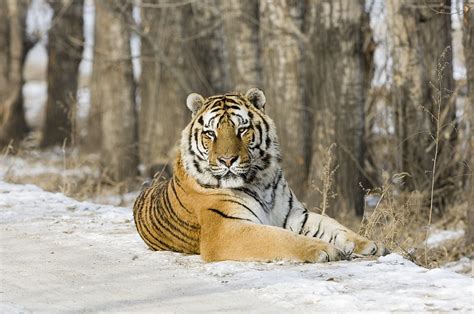 Footage Of Wild Siberian Tiger Captured In Northeast China Cgtn