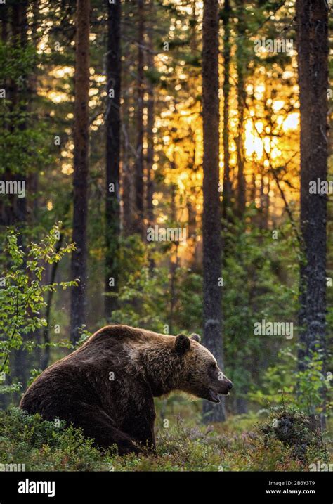Big Brown Bear With Backlit Sunset Forest In Background Brown Bear