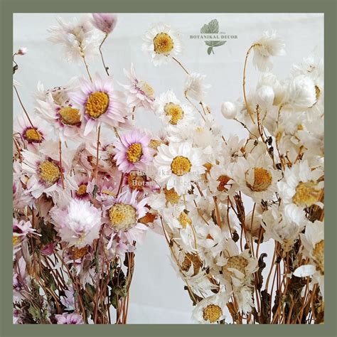 Jual Dried Flower Preserved Daisy Bunga Kering Rodanthe White Pink