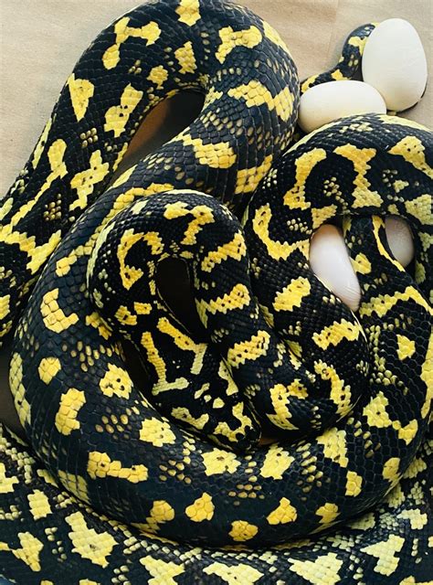 Carpet Pythons For Sale Tampa Snakes