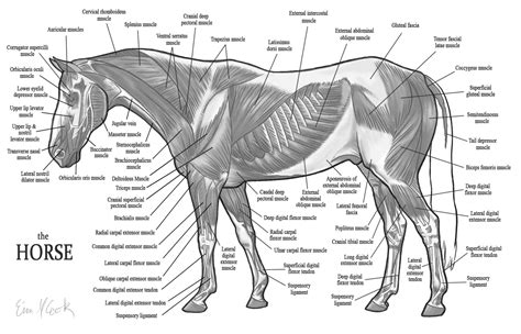 Horse Anatomy The Muscles By Cookecakes On Deviantart Paarden