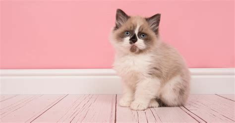 50 Clever Ragdoll Cat Names We Just Love