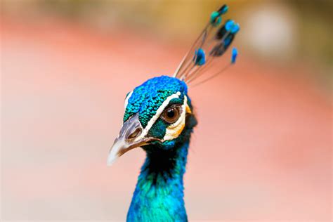 Color Combination Proud Peacock Canvas Design Wiki