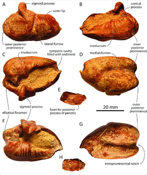 Tympanic Bullae Of Musm 3944 Eurhinodelphinidae Indet From The Early