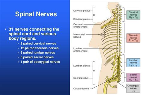 Ppt Anatomy Of The Spinal Cord Structure Of The Spinal Cord Tracts Of