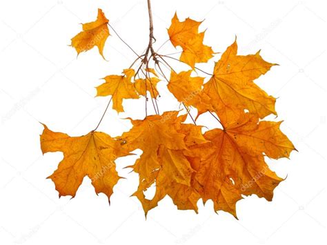 Autumn Maple Branch With Leaves Isolated On A White Background — Stock