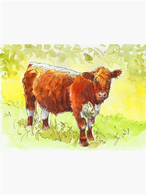 Red Riggit Galloway Cattle Painting Red Cow With White Stripe