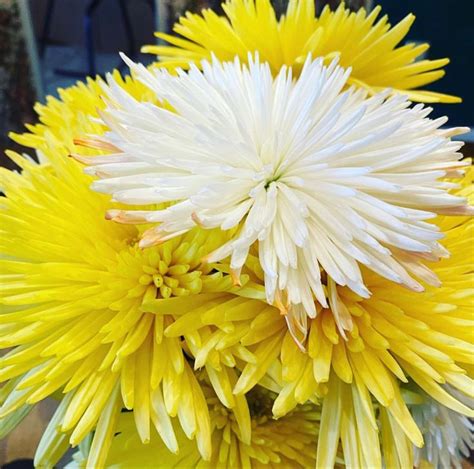Fresh cut flowers for all events. Order White Spider Mum Anastasia Chrysanthemum At ...