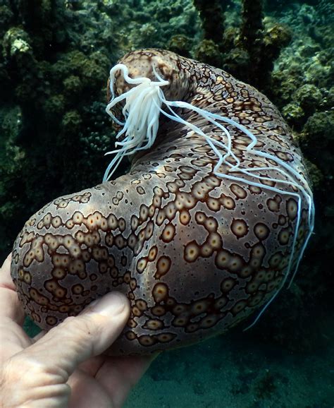 Sea Cucumbers Characteristics Reproduction Habitats And More