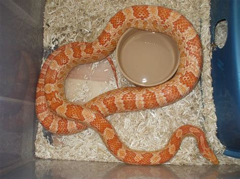 Eastern Various Corn Snakes For Sale New Thread Reptile Forums