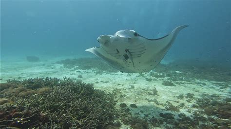 Raja Ampat Stunning Manta Rays Yves Dehouck