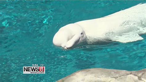 Beluga Whales Spotted Off Coast Of Rhode Island Youtube