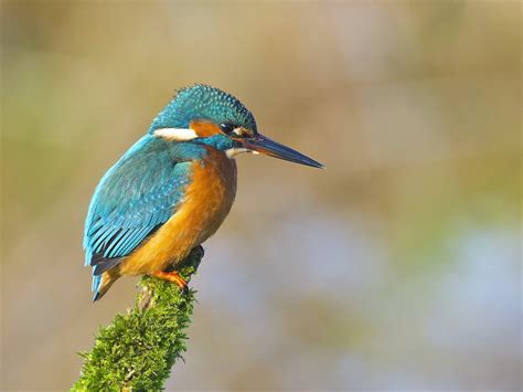 Kingfisher On A Branch