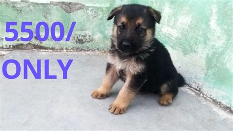 We did not find results for: German shepherd puppies for sale in low price - YouTube