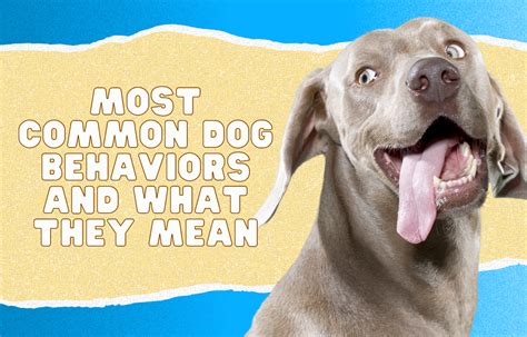 Most Common Dog Behaviors And What They Mean Vital Pet Life