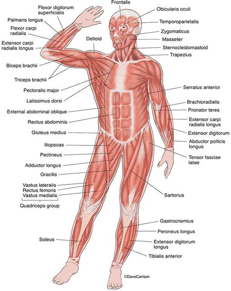 Muscular System Carlson Stock Art