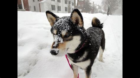 Shiba Inu Saki Swimming In The Snow Dog Plays Snow