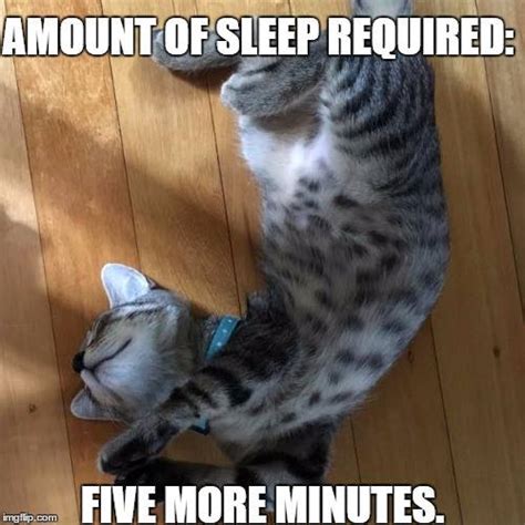 Sleepy Cat Memes We Can All Relate To These Adorably Sleepy Cats