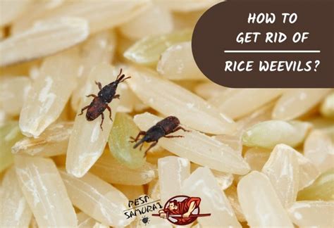 How To Get Rid Of Rice Weevils A Complete Guide Pest Samurai