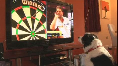 Column 530 Dogs The Cure For All Darts Woes Dartoids World