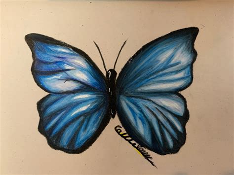 Butterfly Pencil Drawing