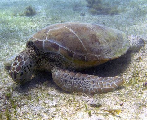 Calls For Mandurah Residents To Help Sea Turtles Mandurah Mail