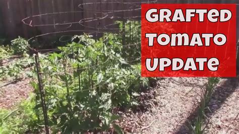Grafted Tomato Update For May 30th Still 17 Types On 5 Plants Youtube