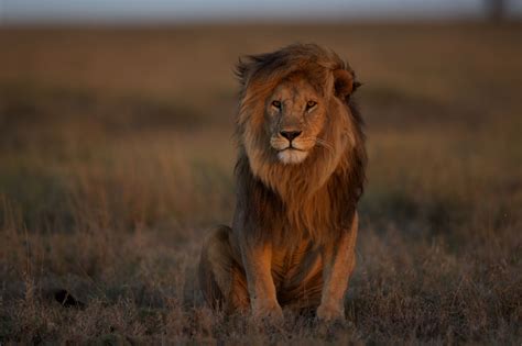 Where Lions Once Ruled They Are Now Quietly Disappearing National Geographic African Lion