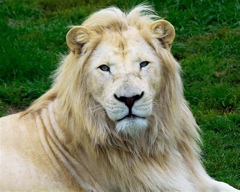 Majestic White Lion Named Fintan Toronto Zoo Whitelion Torontozoo