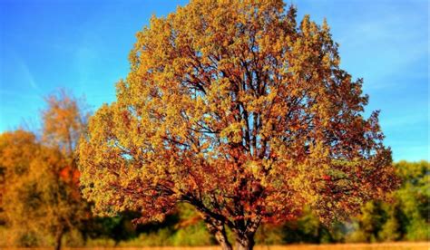 Вибери осіннє дерево, щоб дізнатися, який сюрприз тебе ...