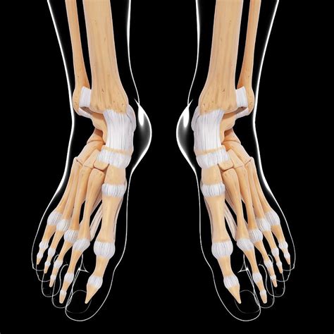 Human Foot Bones Images Overview Of The Tarsal Bones In The Foot