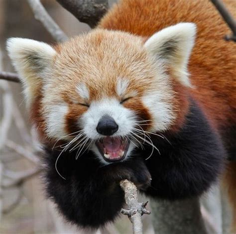 Laughing Red Panda