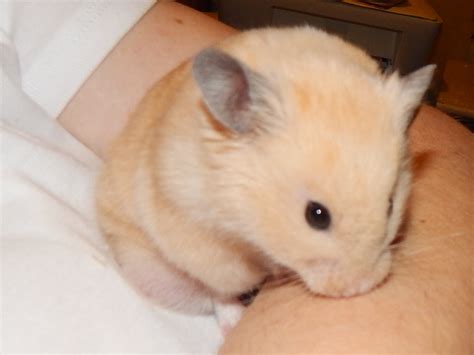 Latest Syriam Hamsters Babies Baby Hamster Breeder Stunning Long