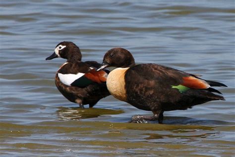 Australian Shelduck Bushpea 310 Large