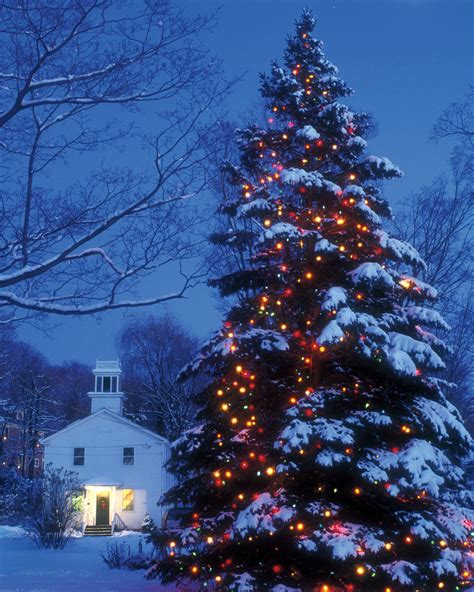 20 Outdoor Christmas Trees With Lights