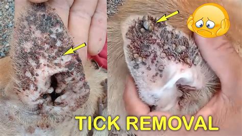 Remove Ticks From Dog Ears Rescue Poor Dog Youtube