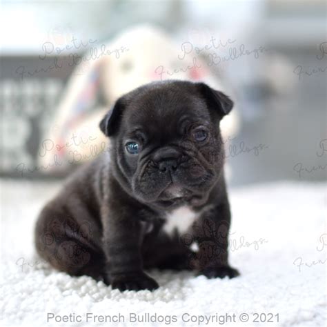 Ready To Meet Mila A Poetic French Bulldog Puppy For Sale Florida We