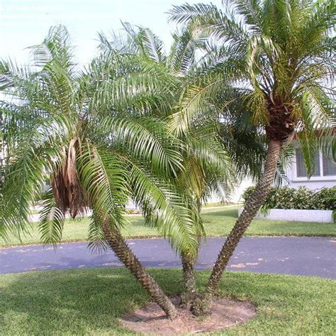 Pygmy Date Palm Height Pygmy Date Palm Tree Scientific Name Phoenix