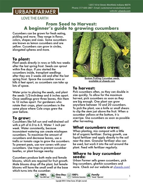 How To Grow Cucumber Guide In 2023
