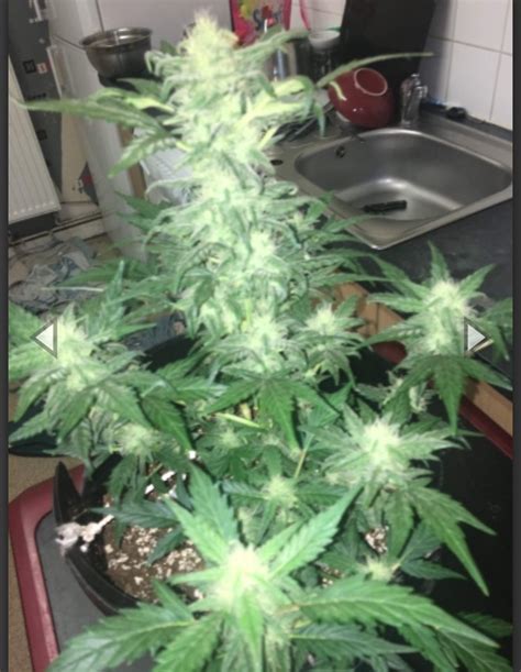 Stardawg Auto Cannabis Seeds Fast Buds 2