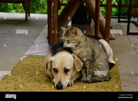 Cat And Dog To Lounge Together As A Best Friends Stock Photo Alamy