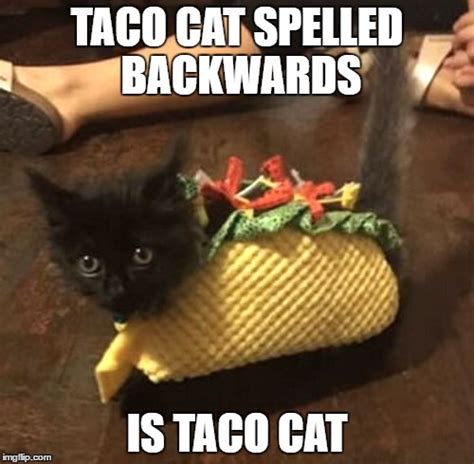 Image Tagged In Taco Cat Imgflip