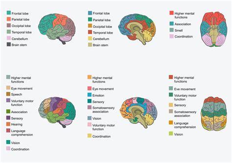 Functions Of Brain Regions Brain Anatomy Human Brain