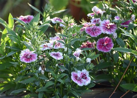 Plant Telstar Or Super Parfait Dianthus Now Mississippi State